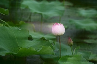 Close-up of pink lotus water lily