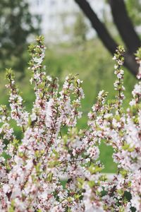 Close-up of apple blossoms in spring