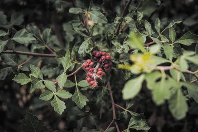 Close-up of berries growing on plant