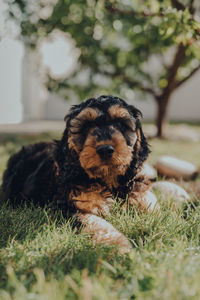 Portrait of a two month old cockapoo puppy relaxing on a grass in the garden, looking at the camera.