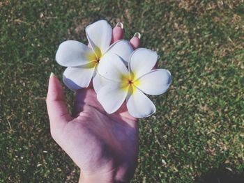 Close-up of hand holding white flowering plants