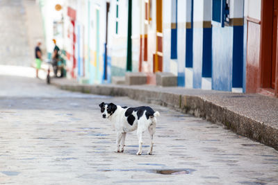 Sweet dog at the beautiful colonial town of concepcion in antioquia, colombia.
