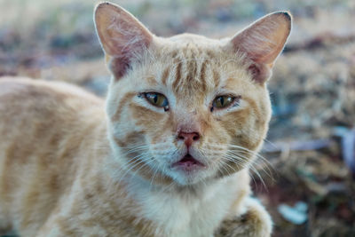 Close-up portrait of tabby cat