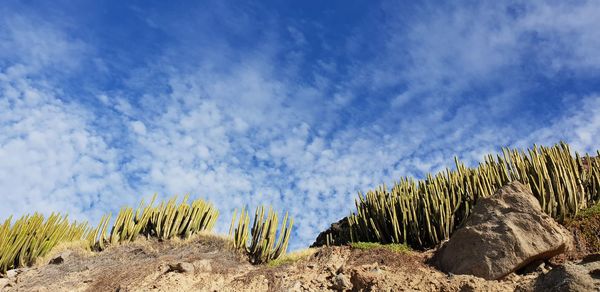 Cactus plants growing on land against blue sky