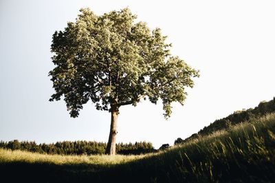 Tree in field against clear sky