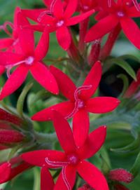 Close-up of pink flowers