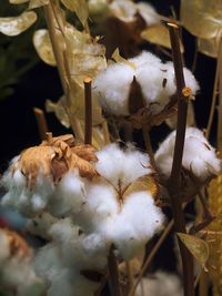 Close-up of white flower