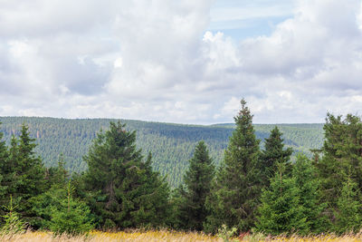 Scenic view of forest against sky