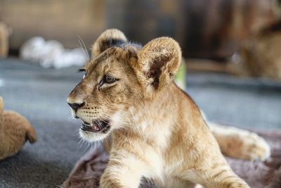 Close-up of lioness looking away