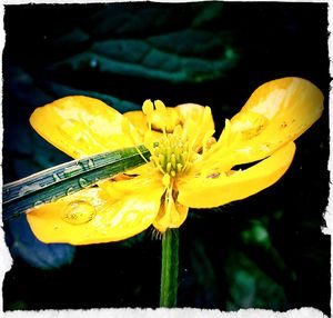 Close-up of yellow flowers