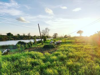 Plants growing on field against sky