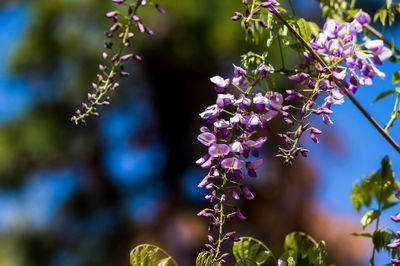 Close-up of purple flowering plant