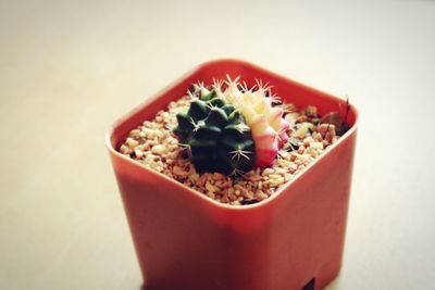 Close-up of fruit salad in bowl