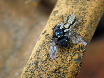 Close-up of insect on tree trunk