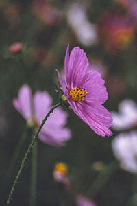 Close-up of pink cosmos flower