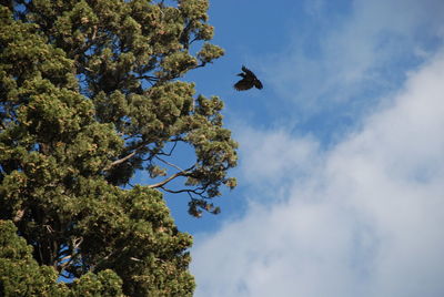 Low angle view of bird flying against sky