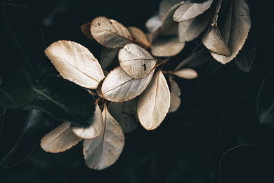 Close-up of dry cotoneaster leaves