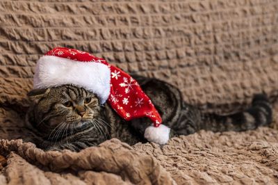 Close-up of cat lying on rug