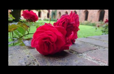 Close-up of red rose blooming outdoors