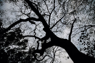 Low angle view of silhouette tree against sky