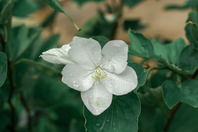 Close-up of raindrops on white flower