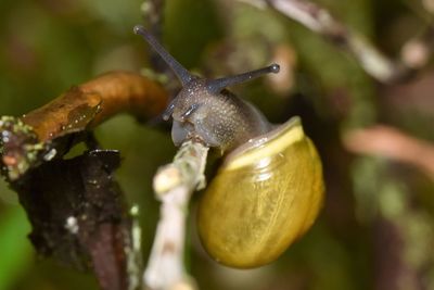 Close-up of snail on twig