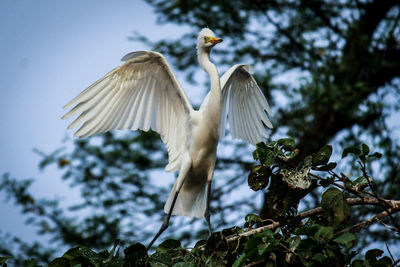 Low angle view of birds flying against the sky