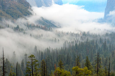 Panoramic view of trees on landscape against sky