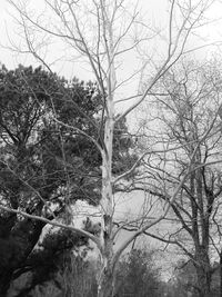 Low angle view of bare trees against sky