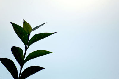 Close-up of plant against white background