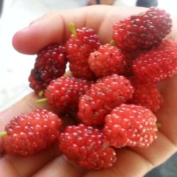 Close-up of strawberries