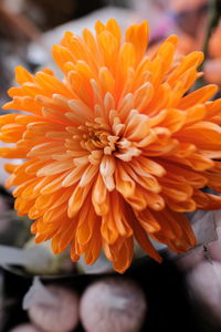 Close-up of orange flower