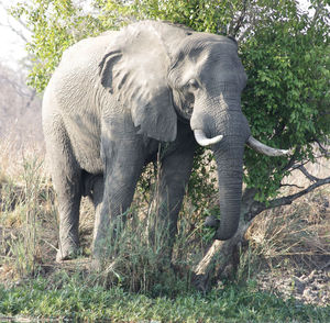 Elephant in a forest