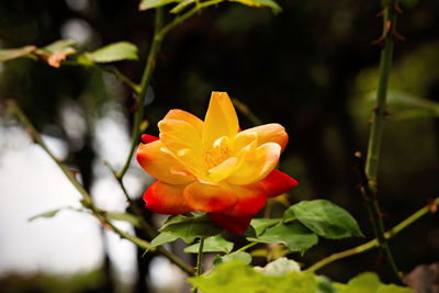 Close-up of yellow rose