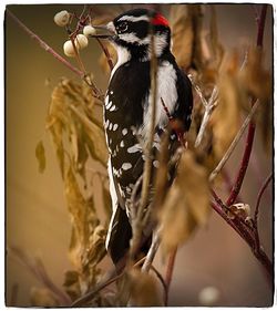 Close-up of bird perching outdoors