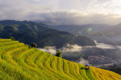 Scenic view of agricultural field against sky