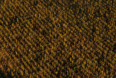 Full frame shot of wine plantage 