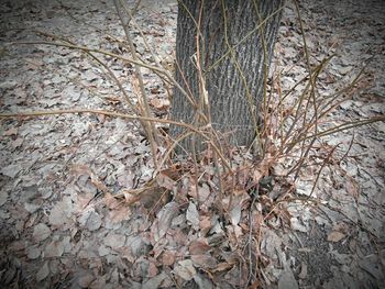 tree trunk