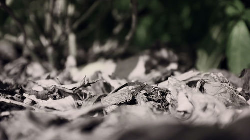 Close-up of dried leaves on tree in forest