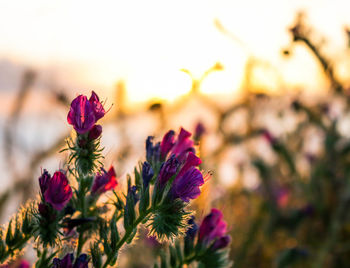 Close-up of flowers blooming outdoors