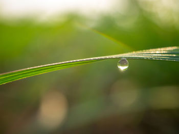 Close-up of water drops on blade of grass