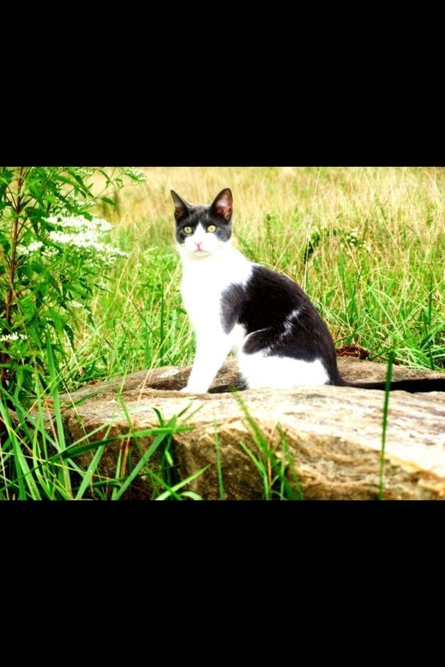 pets, animal themes, domestic cat, one animal, domestic animals, cat, mammal, feline, grass, sitting, portrait, alertness, staring, looking at camera, zoology, whisker, plant, nature, animal, no people
