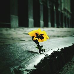 Close-up of yellow flower