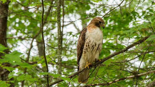 Low angle view of eagle perching on tree