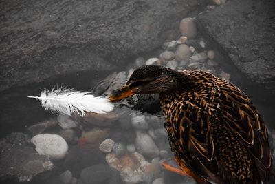 Close-up of bird in water