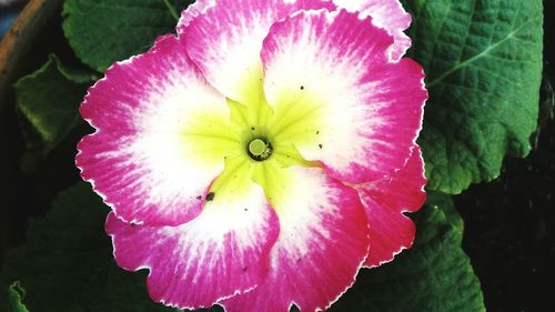 Close-up of pink flowers