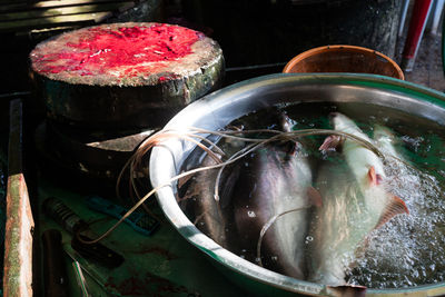 Close-up of fish in bowl