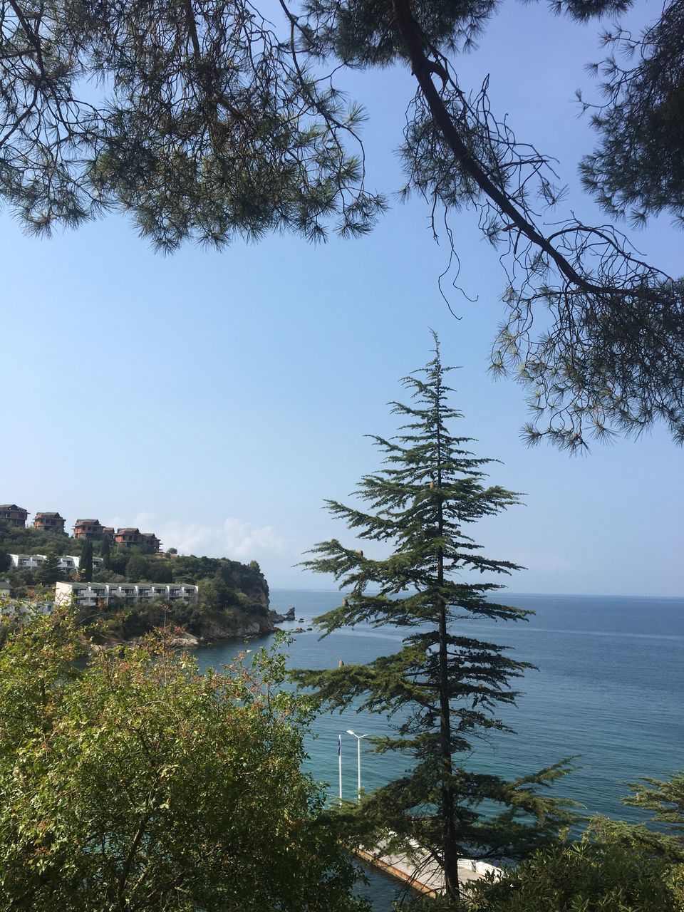 TREES AND PLANTS BY SEA AGAINST SKY