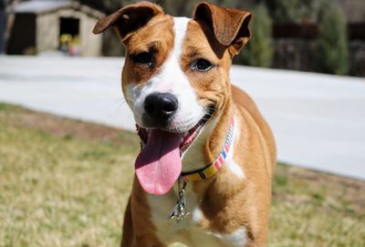 Close-up portrait of a dog