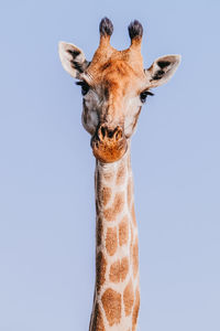 Portrait of horse against sky